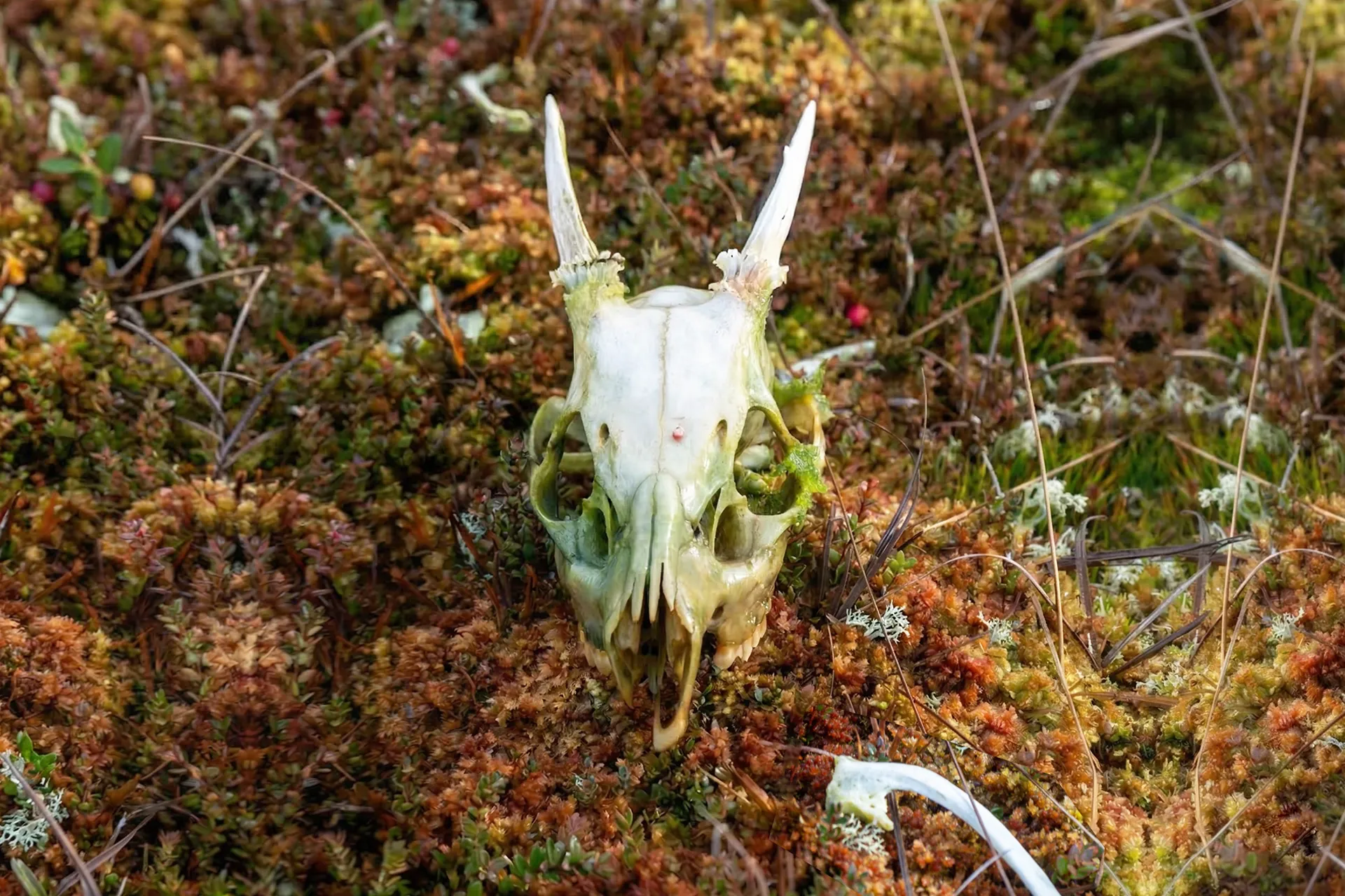 investigacion-turberas-chiloe2